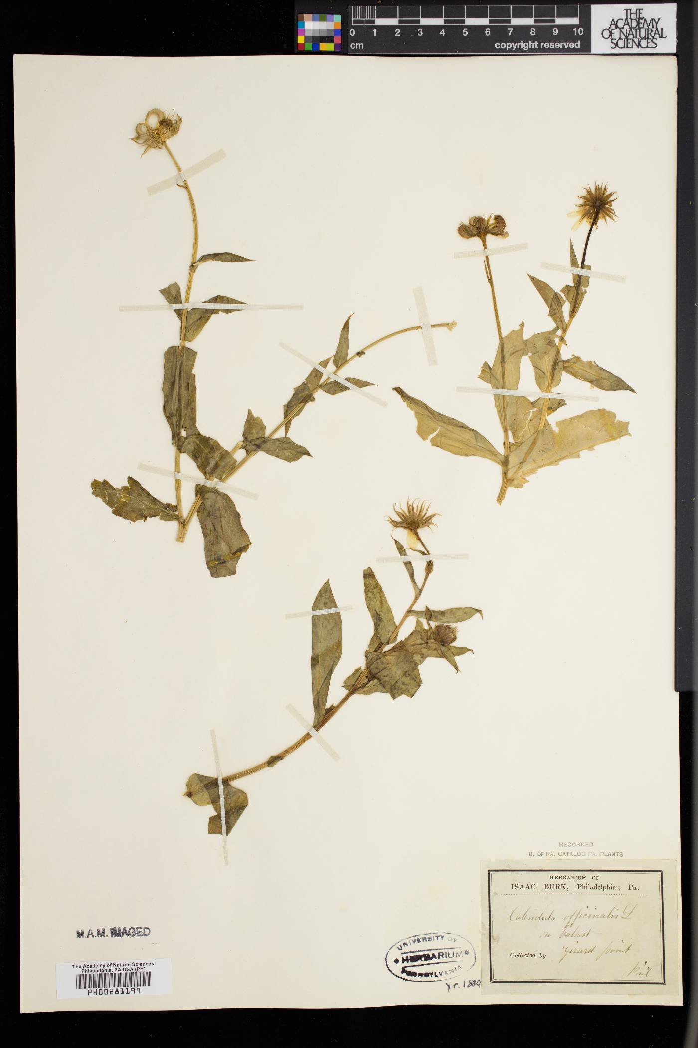 Calendula officinalis image