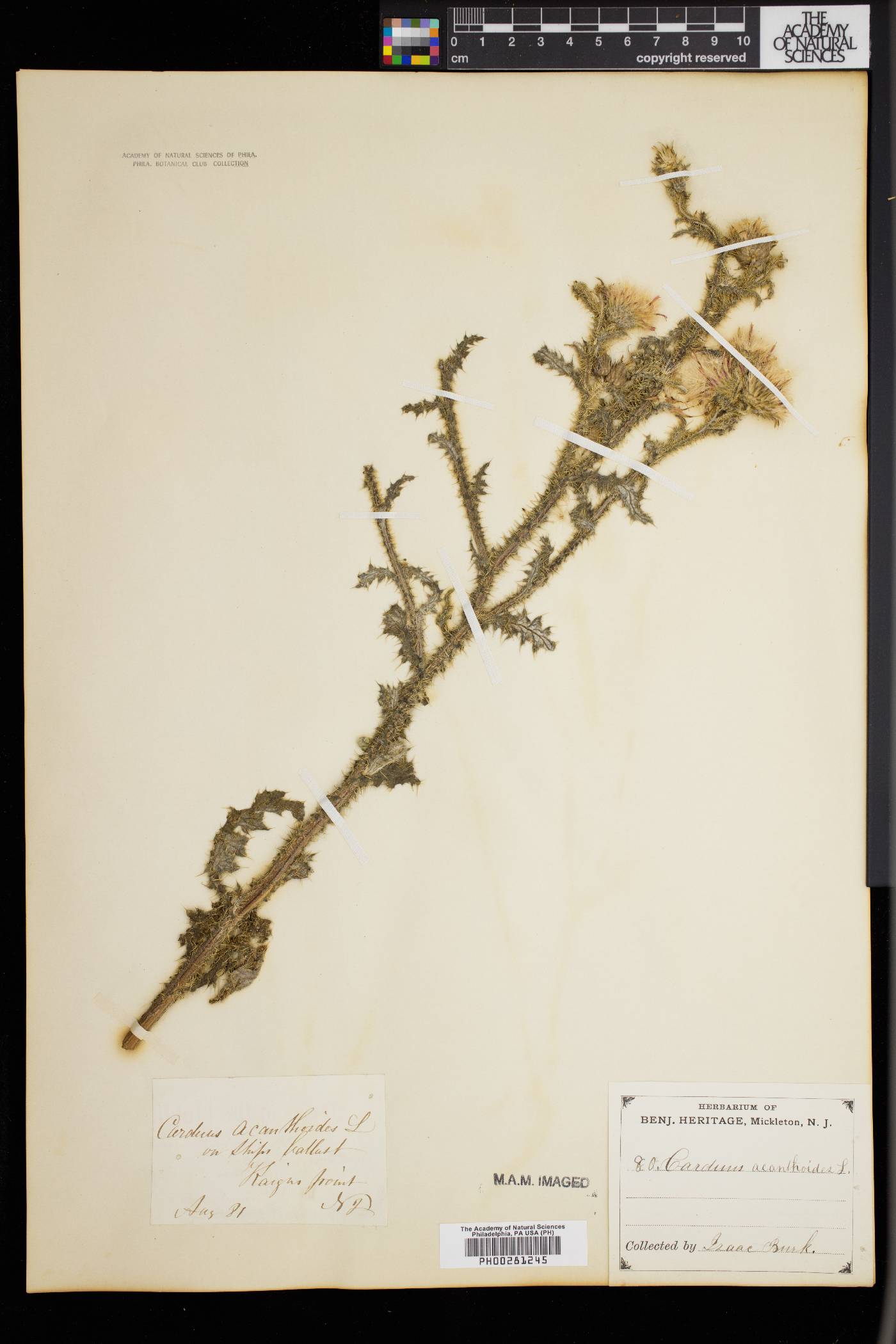 Carduus acanthoides image