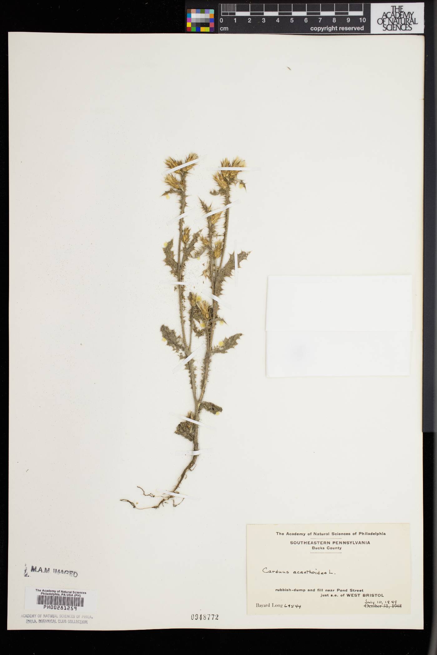 Carduus acanthoides image