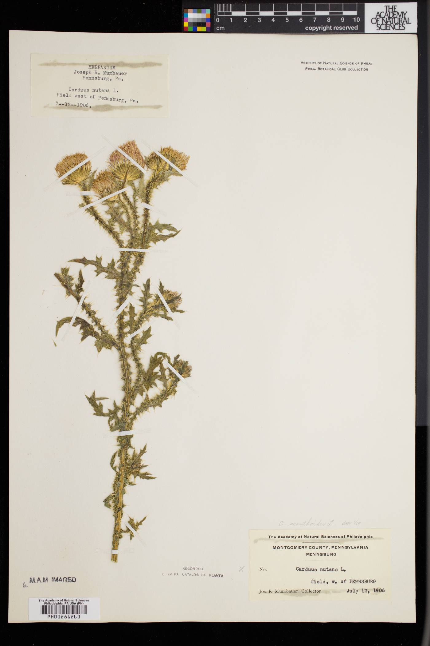 Carduus acanthoides image