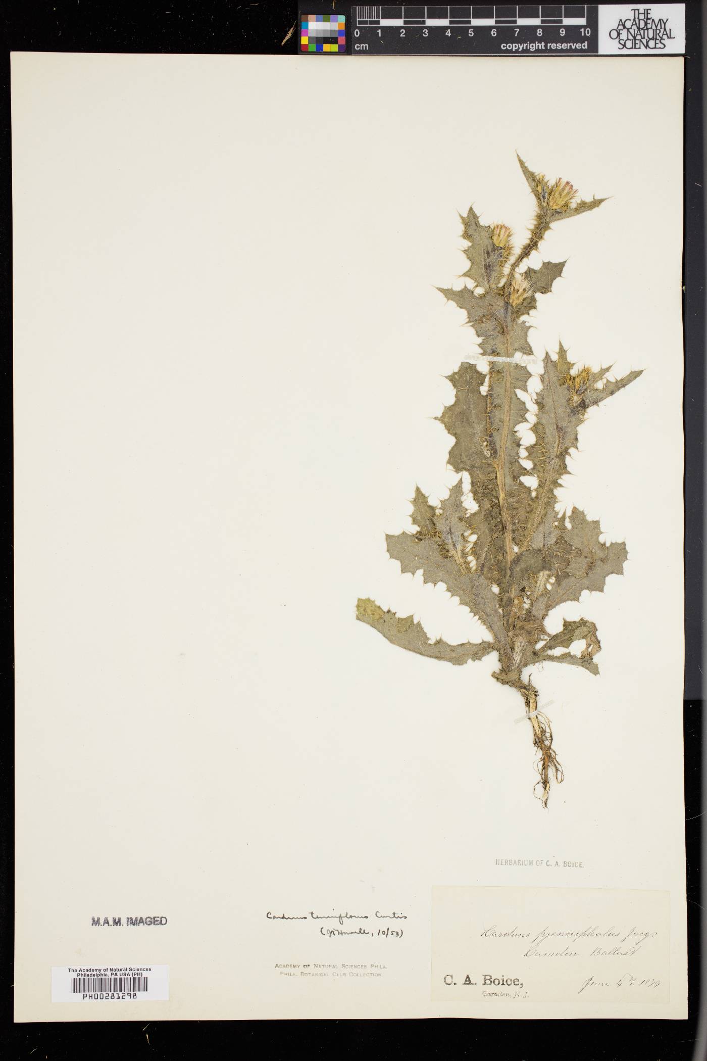 Carduus tenuiflorus image