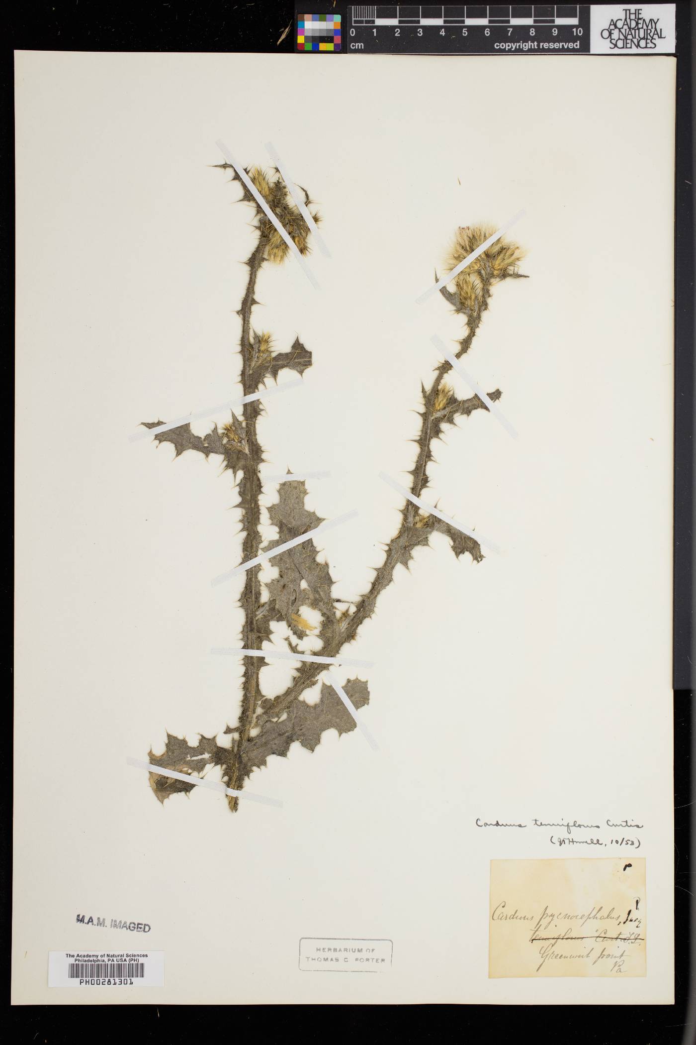 Carduus tenuiflorus image