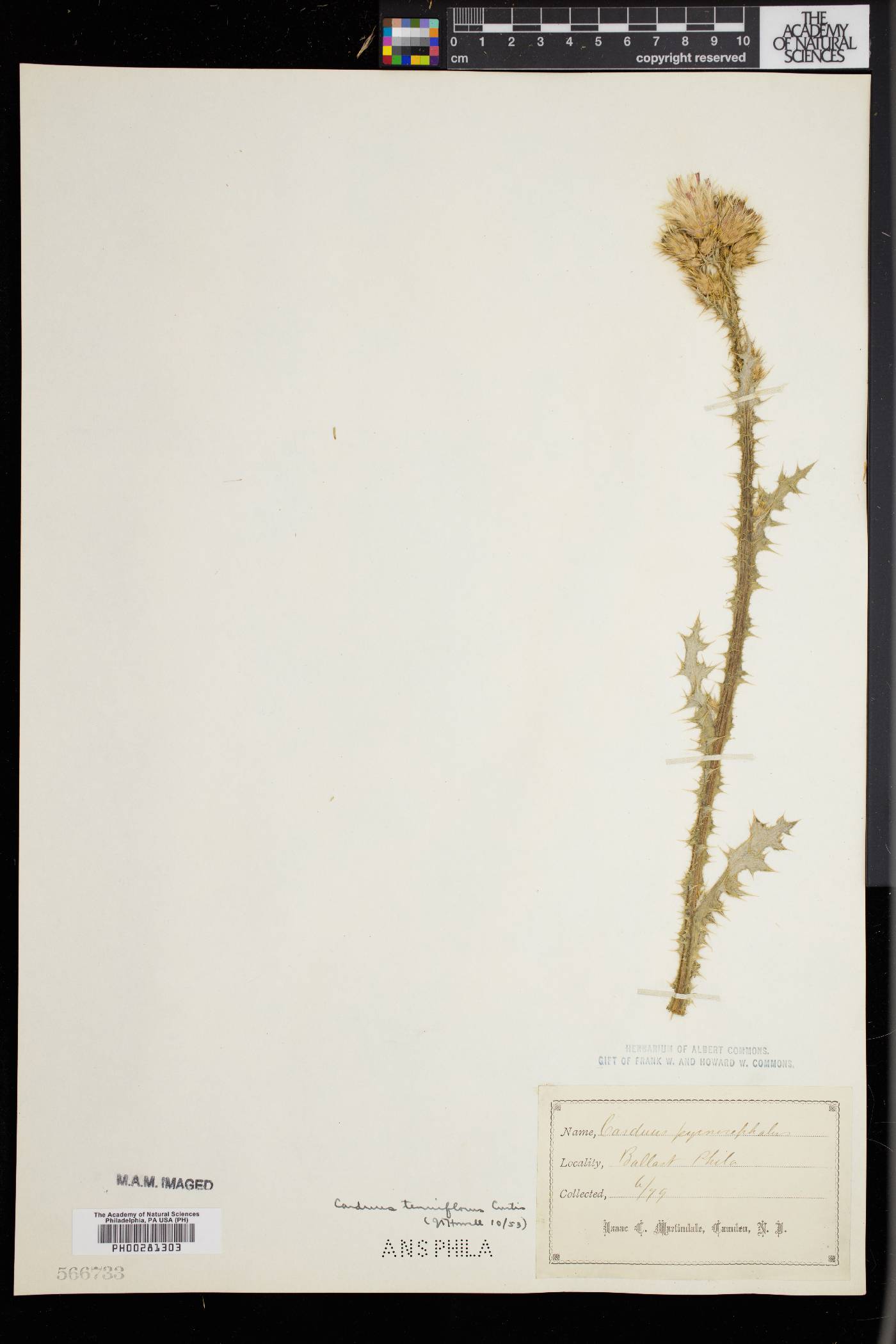 Carduus tenuiflorus image