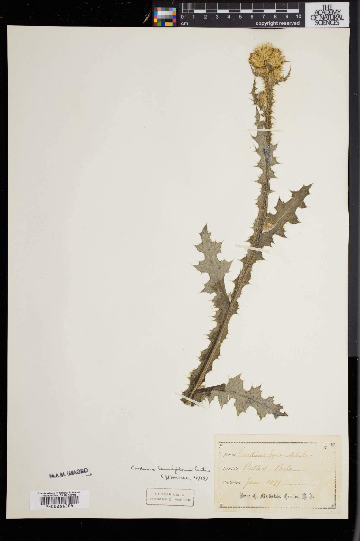 Carduus tenuiflorus image