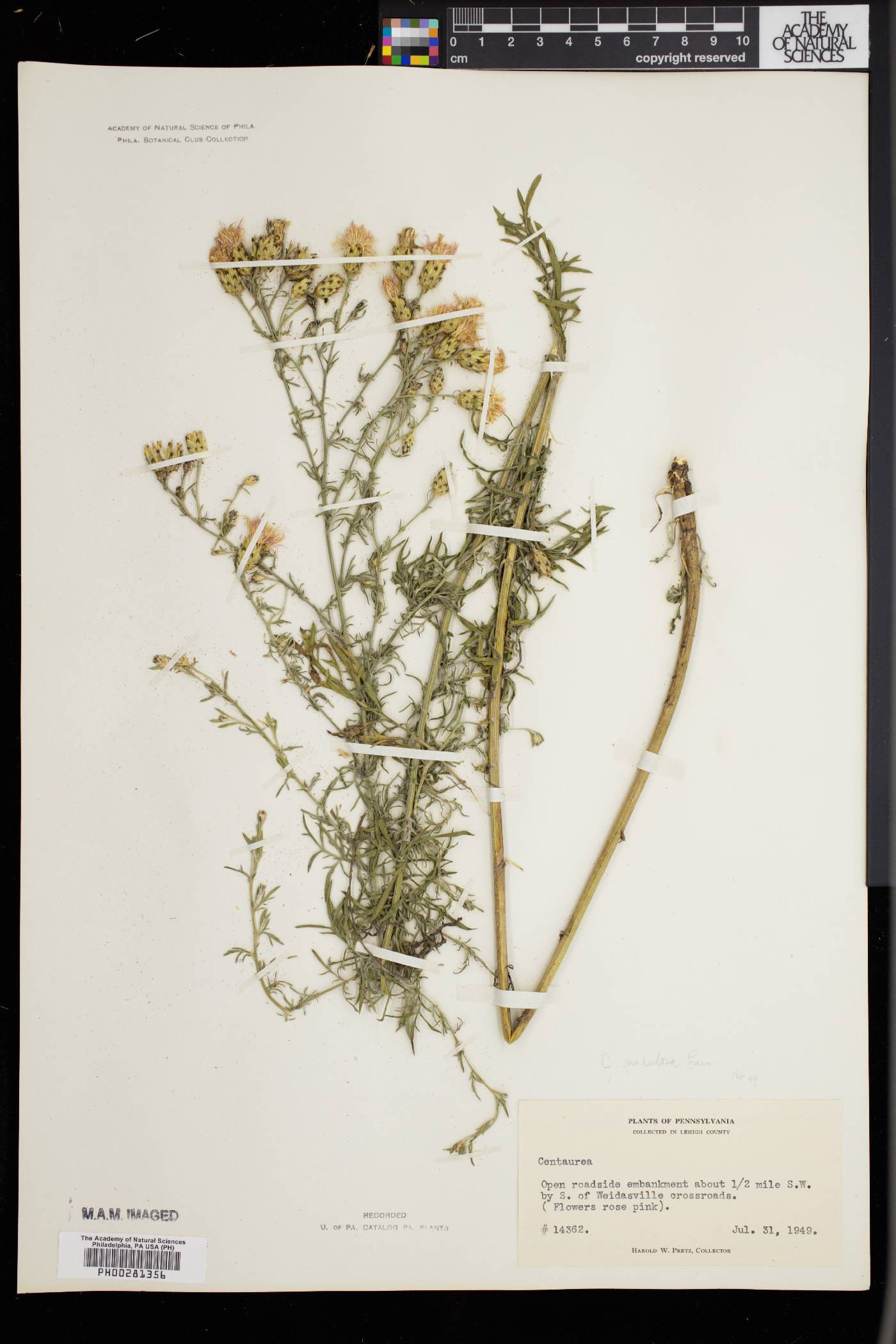 Centaurea stoebe var. micranthos image