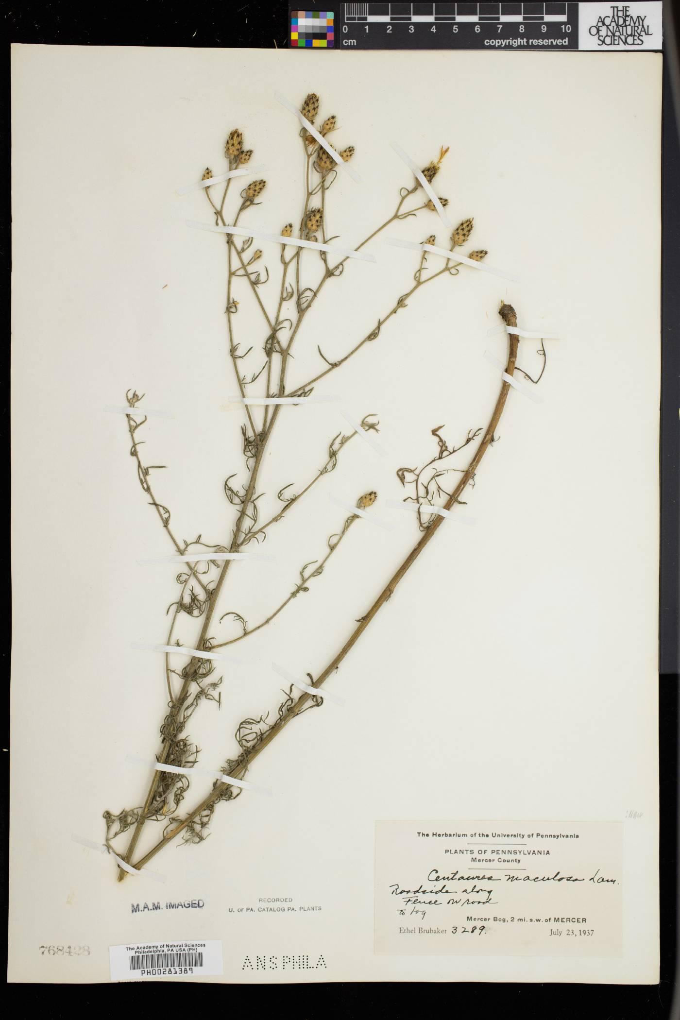 Centaurea stoebe var. micranthos image