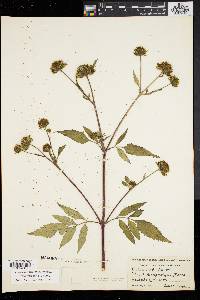 Bidens vulgata image