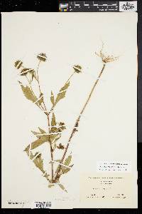 Bidens vulgata image