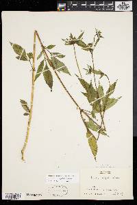 Bidens vulgata image