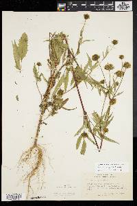 Bidens vulgata image