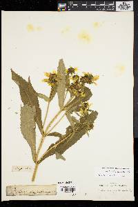 Bidens laevis image