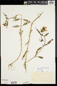 Bidens laevis image