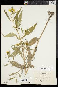 Bidens laevis image