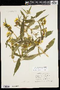 Bidens laevis image