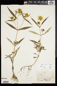 Bidens laevis image