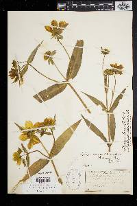 Bidens laevis image