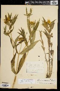 Bidens laevis image