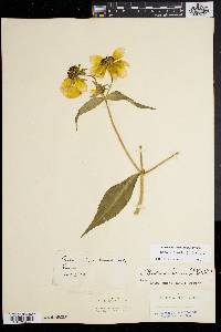 Bidens laevis image