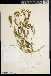 Bidens laevis image