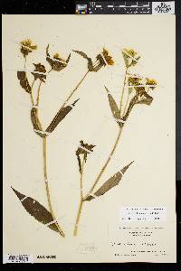 Bidens laevis image