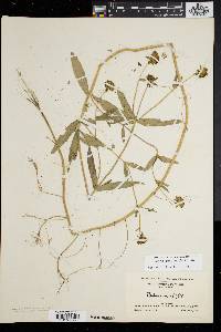 Bidens laevis image