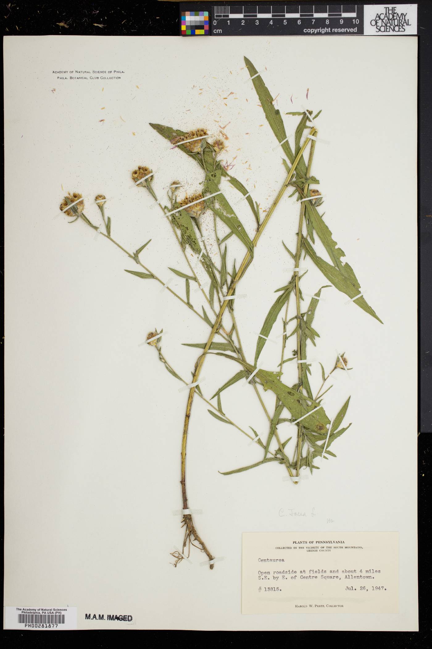 Centaurea jacea image