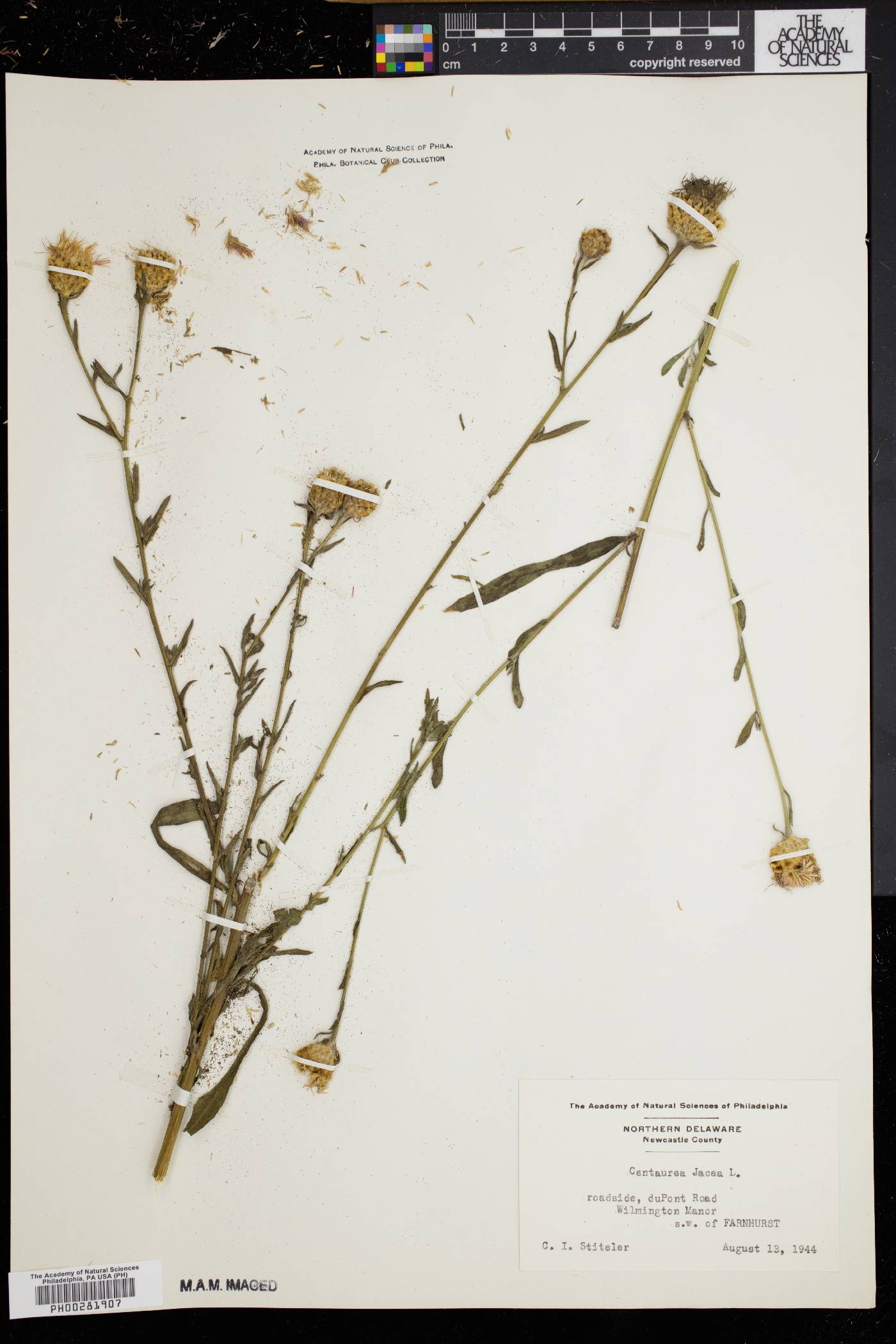 Centaurea jacea image