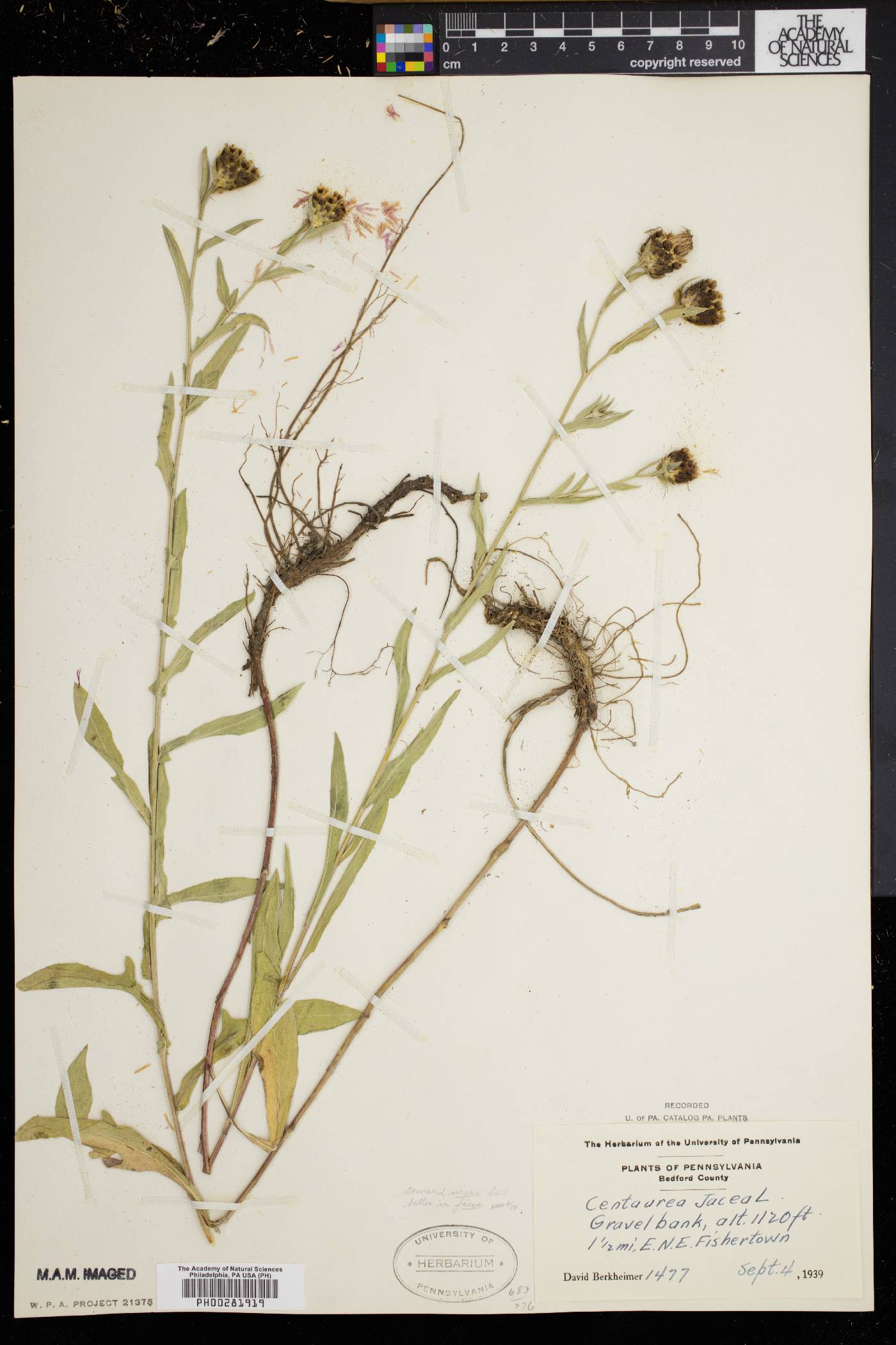 Centaurea jacea image