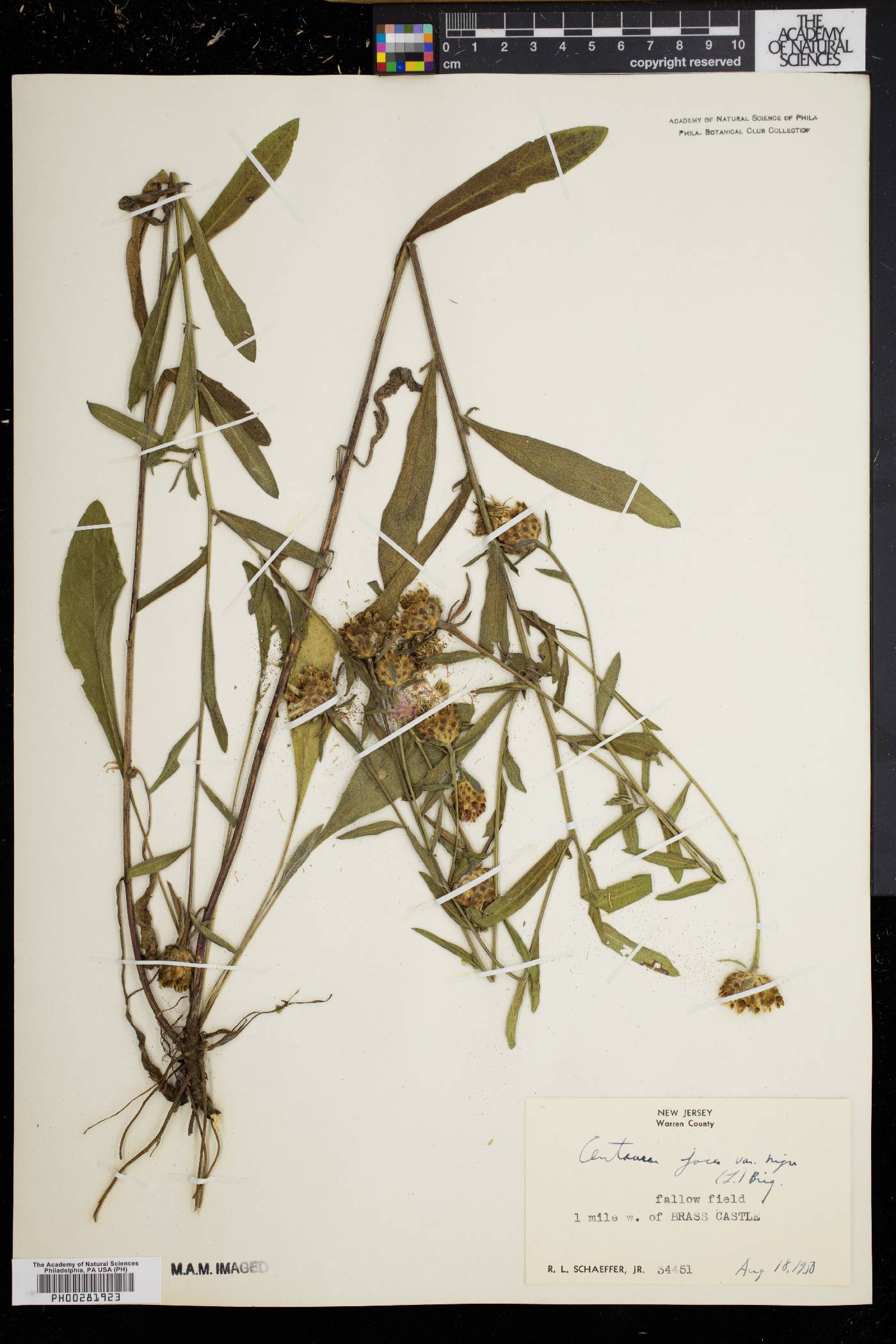 Centaurea jacea image