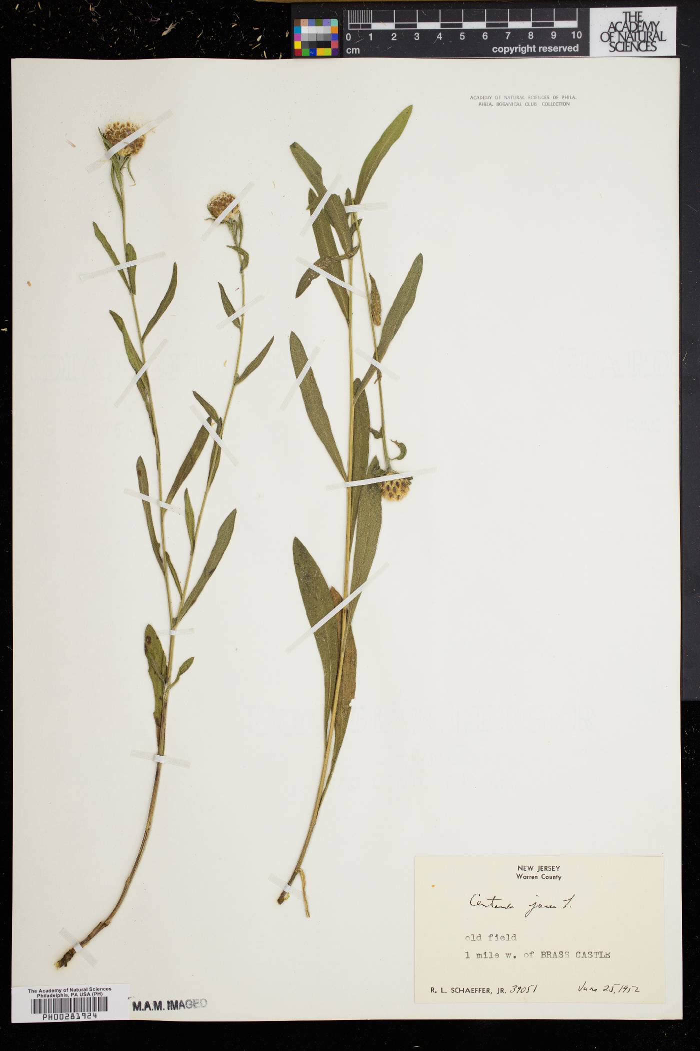 Centaurea jacea image