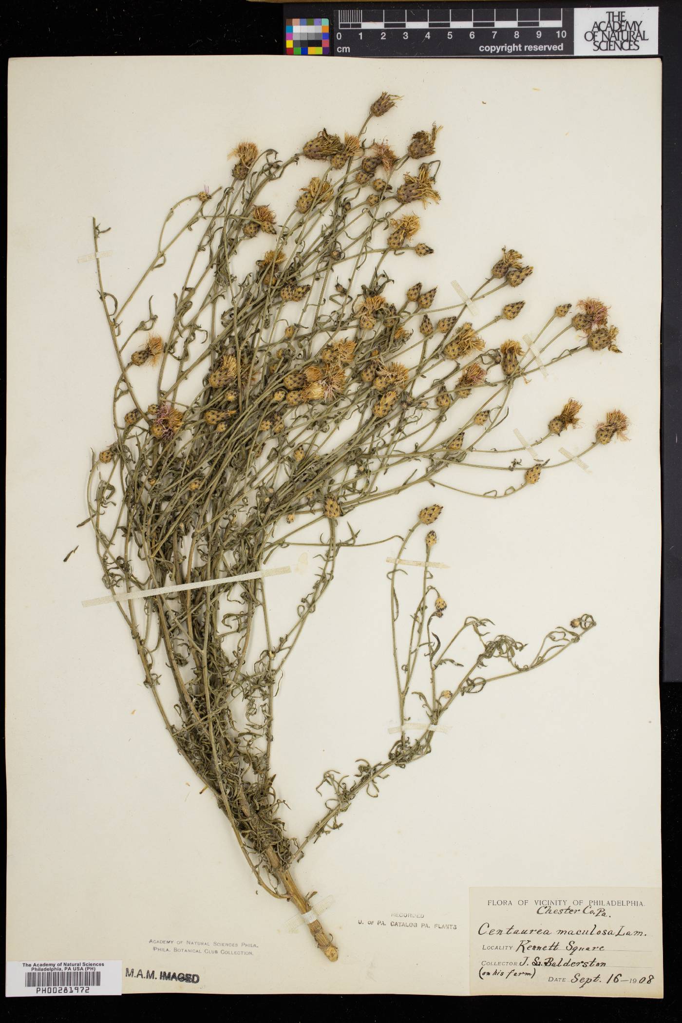 Centaurea stoebe var. micranthos image