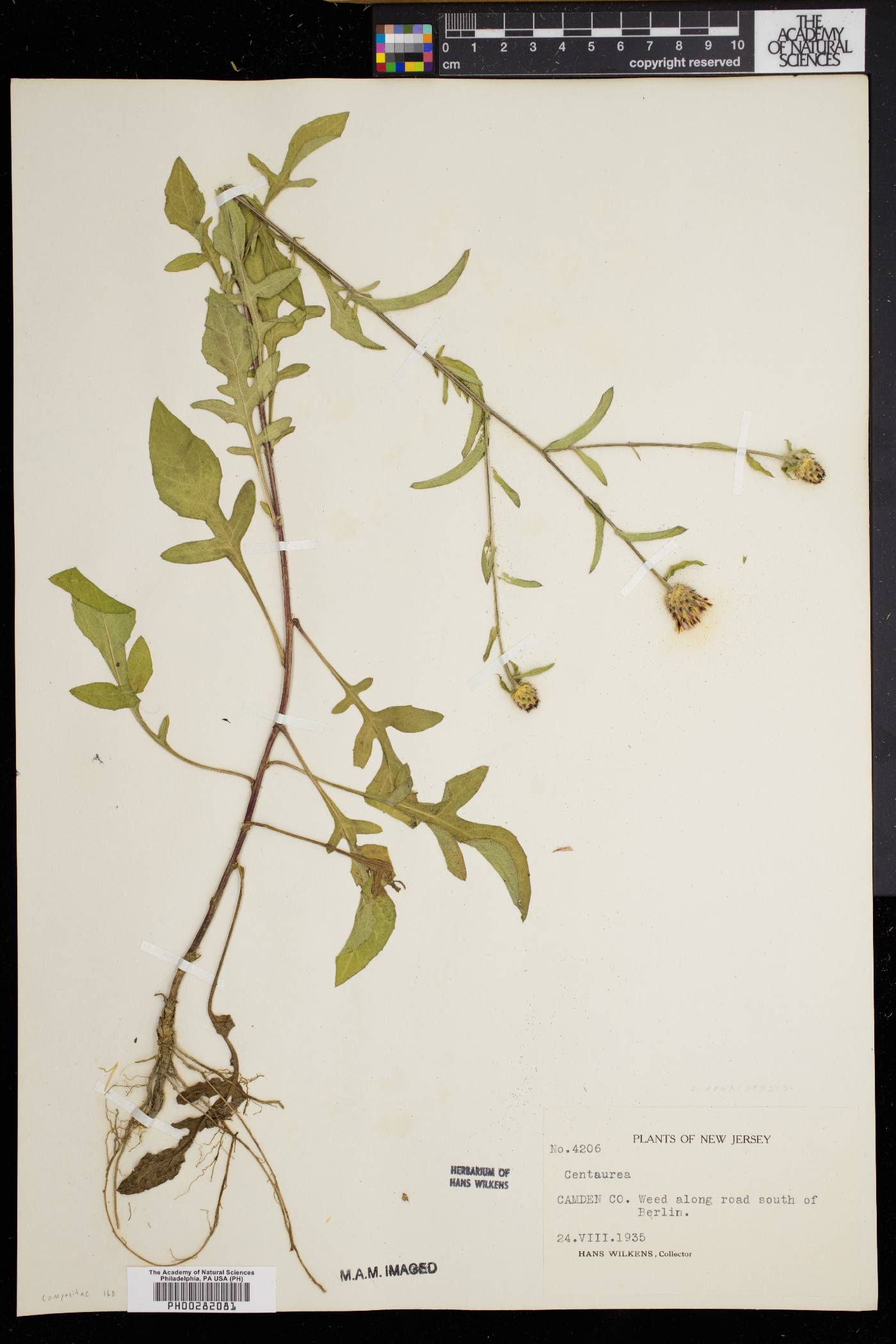 Centaurea vochinensis image