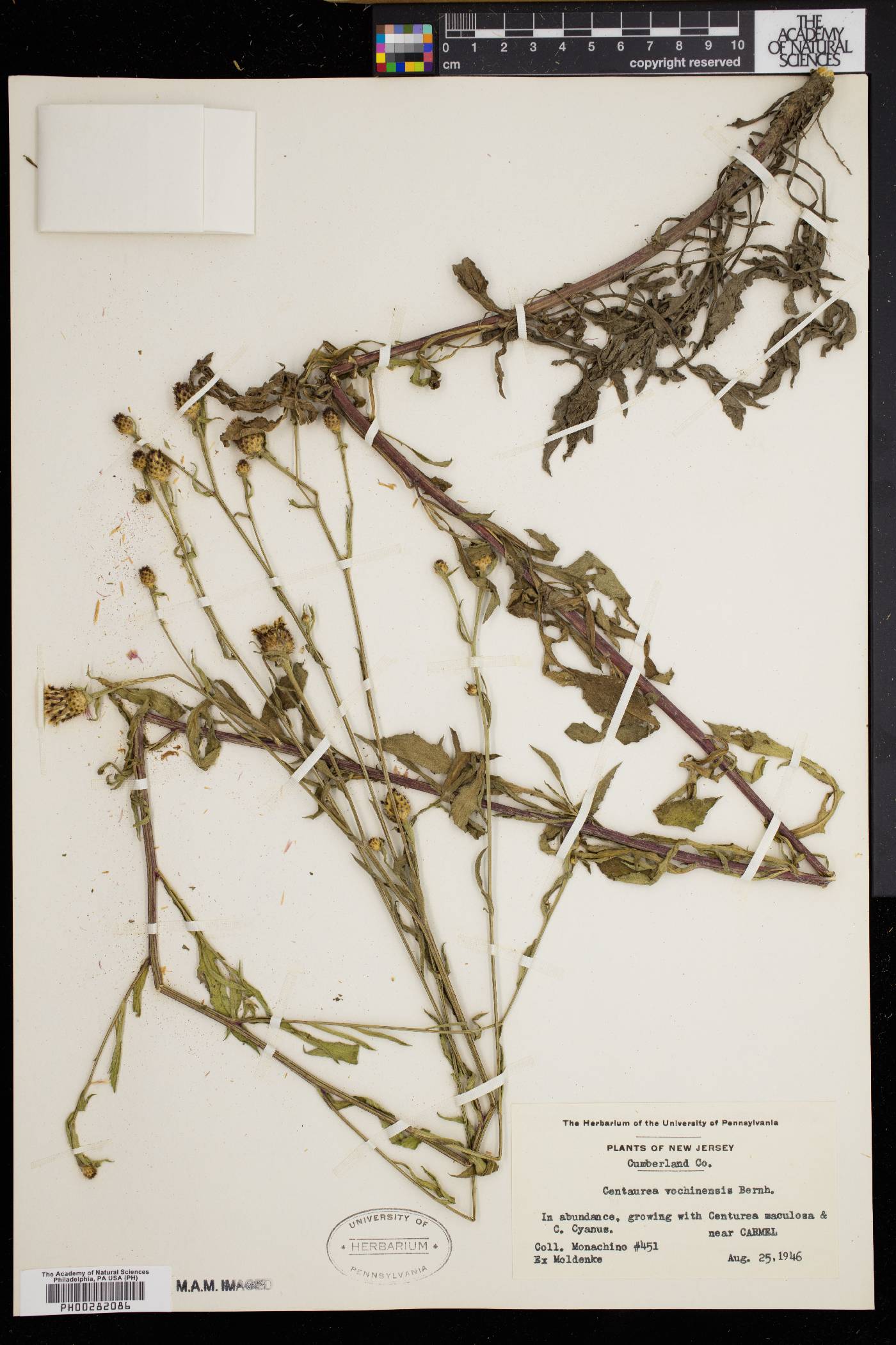 Centaurea vochinensis image