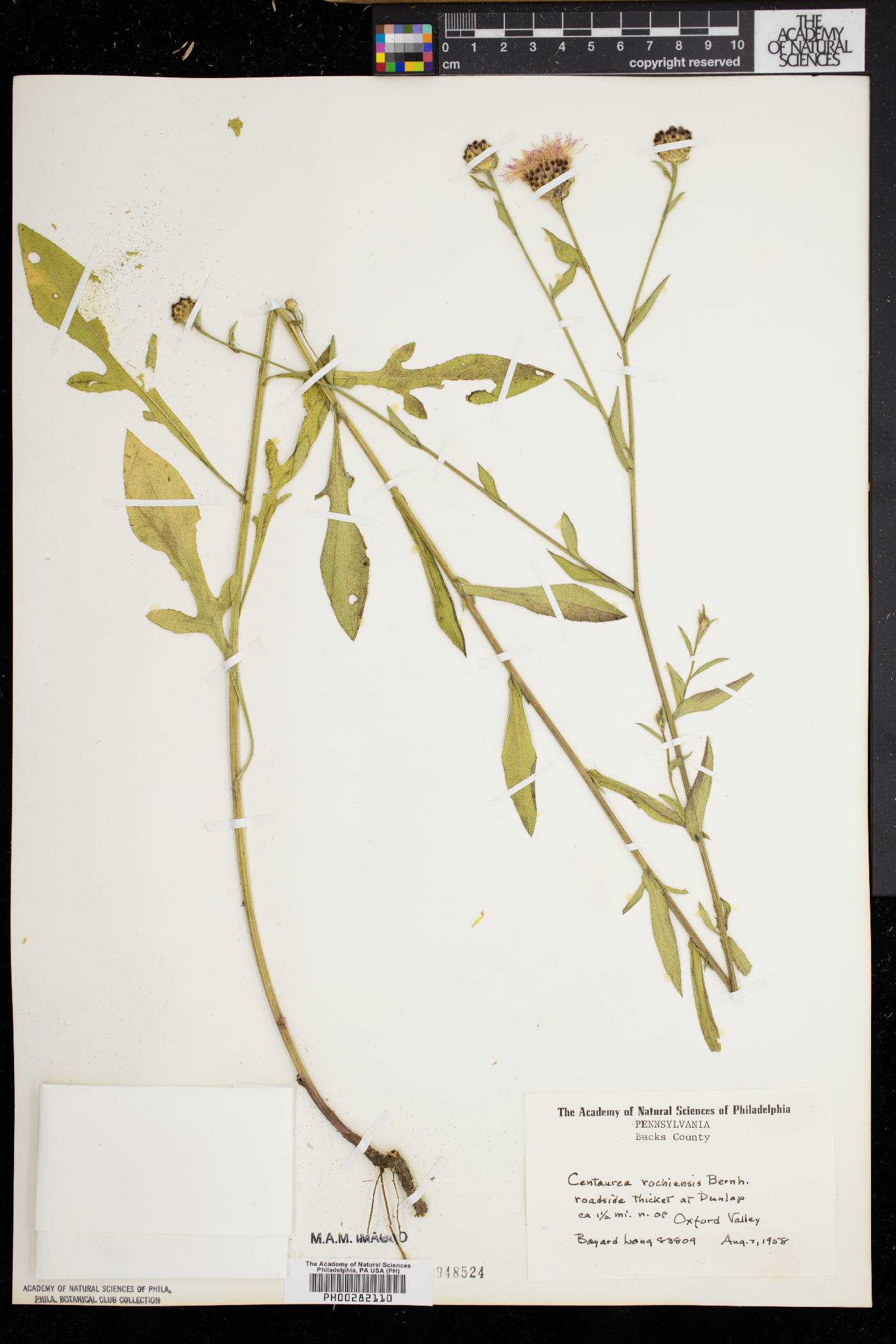 Centaurea vochinensis image