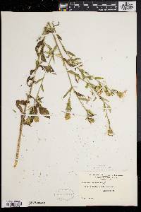 Centaurea vochinensis image