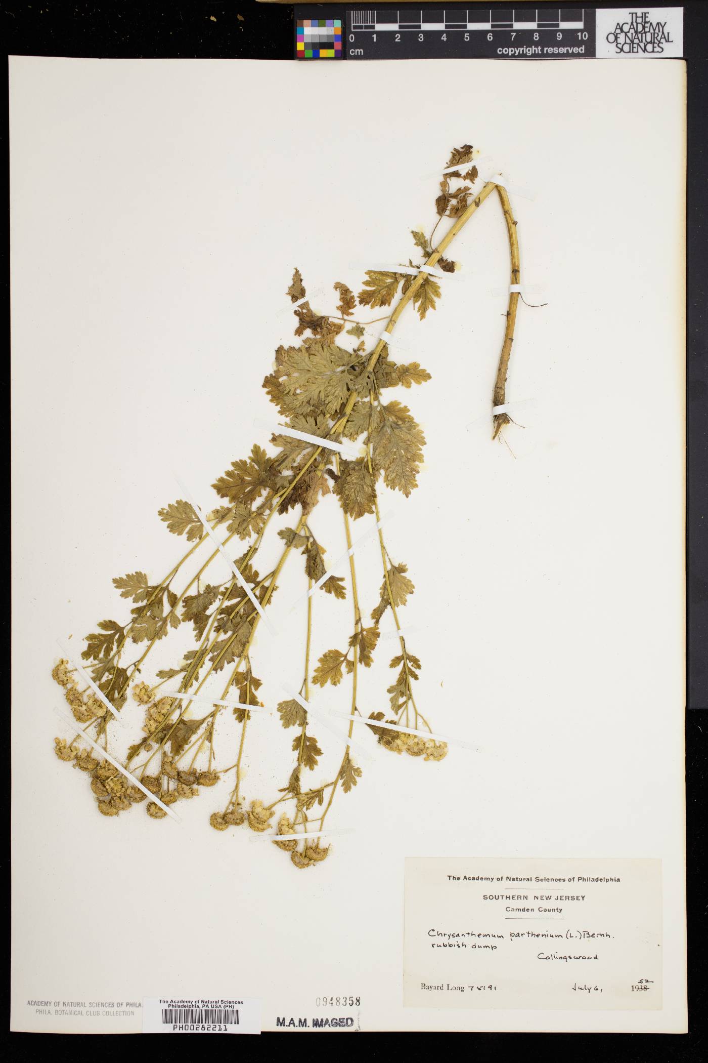 Chrysanthemum parthenium image