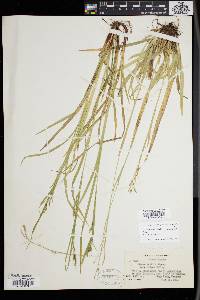 Carex arctata image