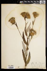 Cirsium altissimum image