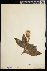 Cirsium altissimum image