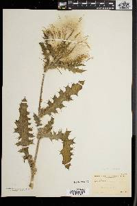 Cirsium horridulum image