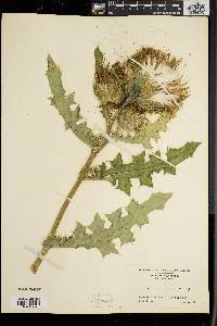 Cirsium horridulum image