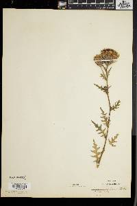 Cirsium muticum image