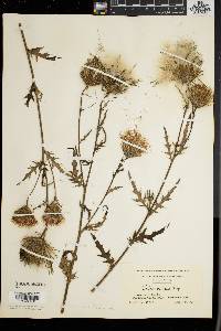 Cirsium muticum image