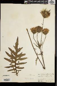 Cirsium muticum image