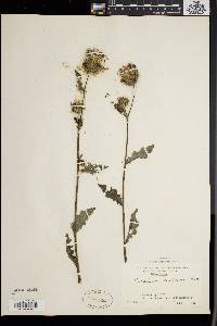 Cirsium muticum image