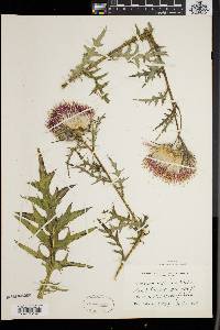 Cirsium muticum image