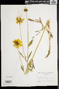 Coreopsis lanceolata image