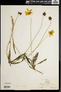 Coreopsis lanceolata image