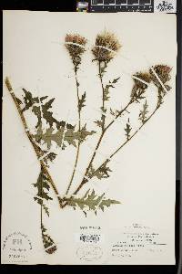 Cirsium muticum image