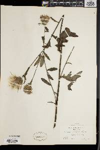 Cirsium muticum image